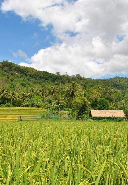 Découverte des campagnes philippines