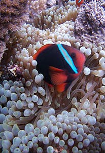 Plongée sous marine aux Philippines