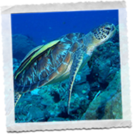 Tortue de mer aux Philippines