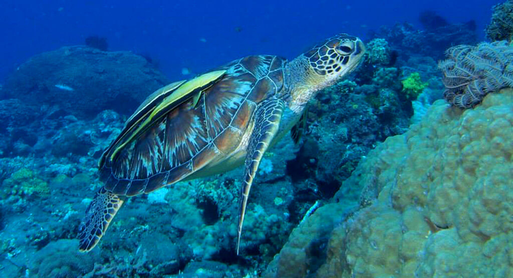 Tortue de mer dans son mileu naturel aux Philippines 