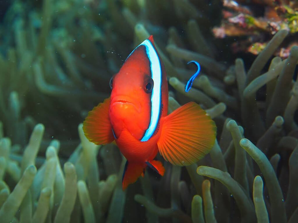 Nemo aux Philippines