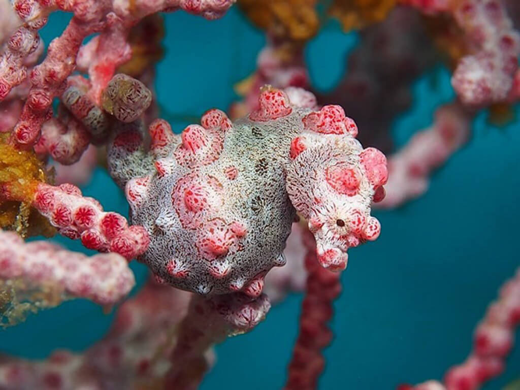 Nudibranche aux Philippines