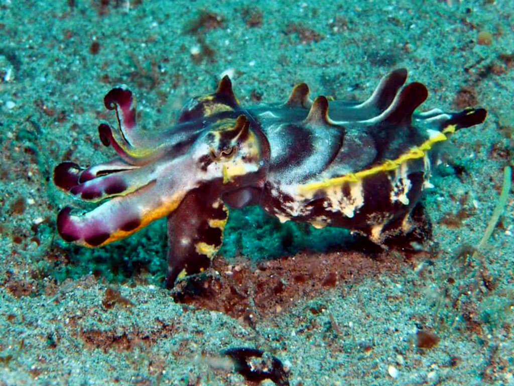 Faune sous marine aux Philippines