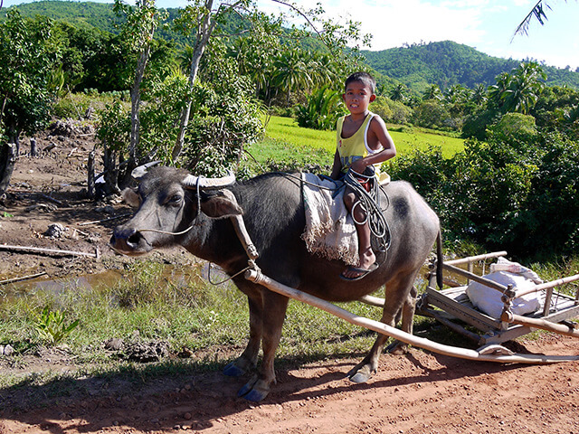 Enfant sur un buffle aux Philippines