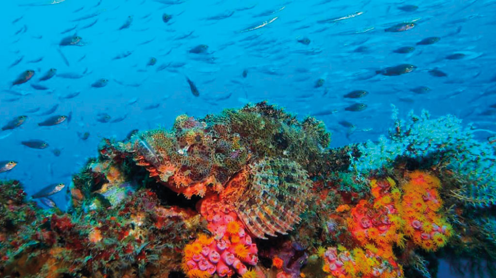 Les Philippines, l’une des meilleures destinations pour le snorkeling