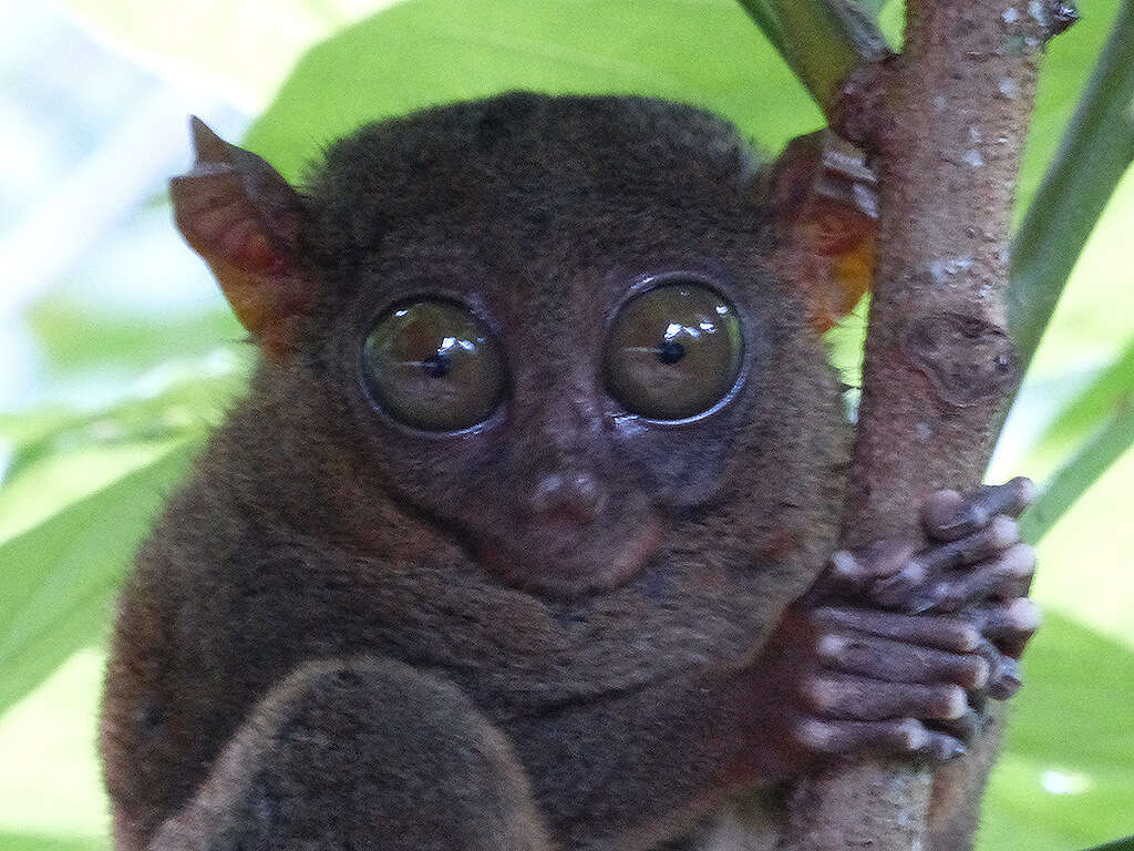 Les Tarsier de Bohol