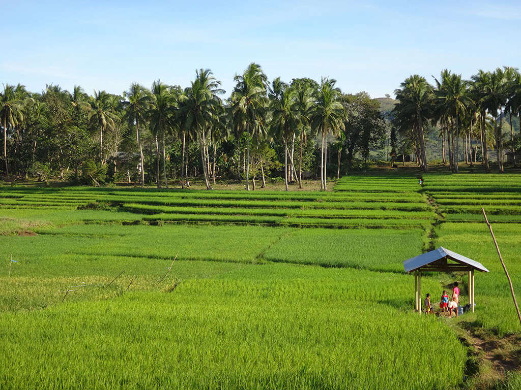 Paysage de campagne à Bohol.