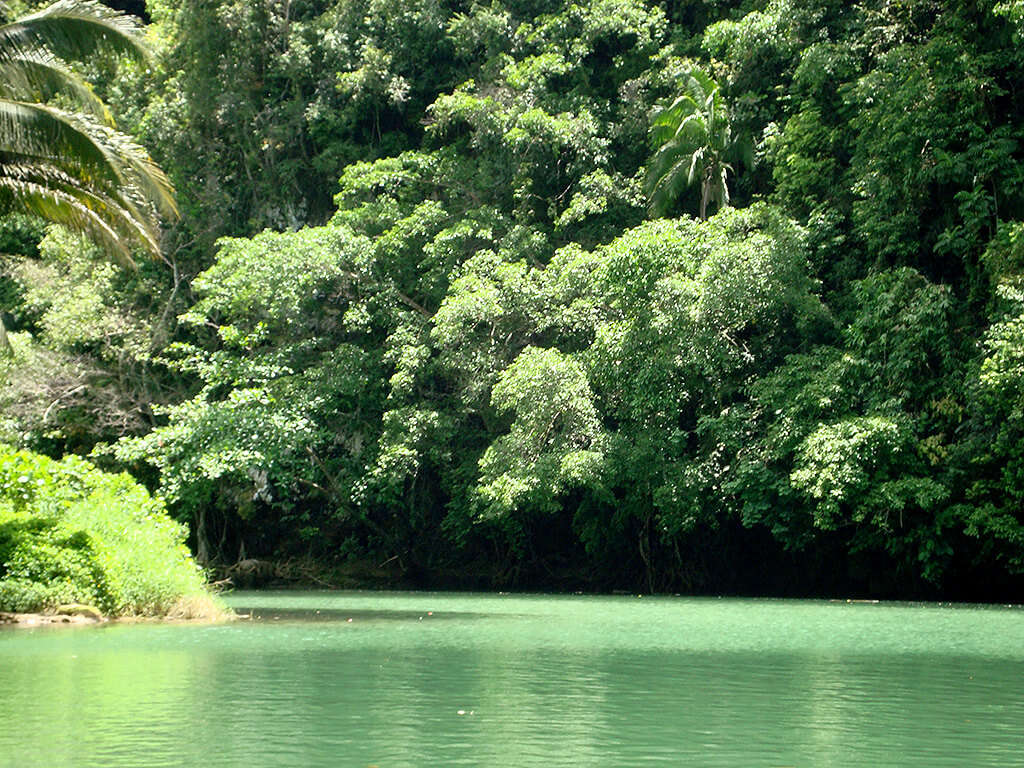 Rivière dans la jungle à Bohol.