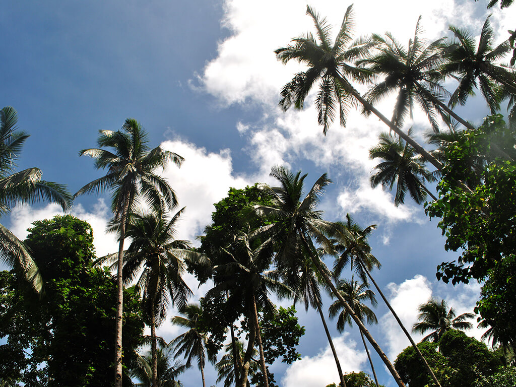 Palmiers dans les régions de Camiguin et Siargao.