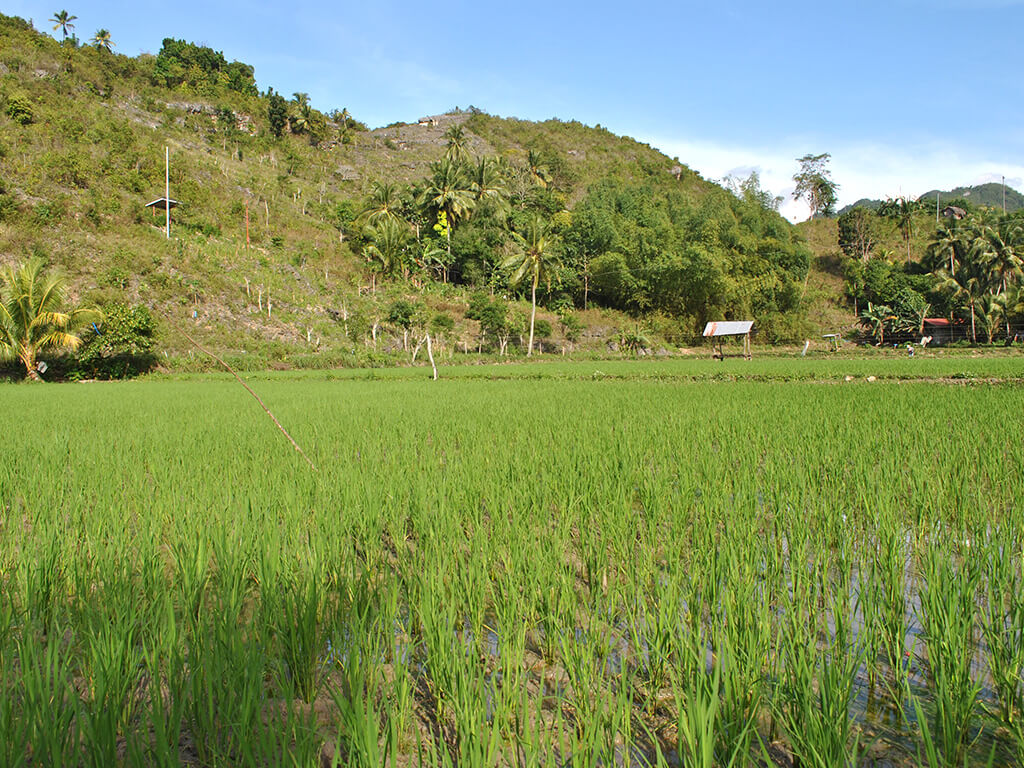 Campagne à cebu.