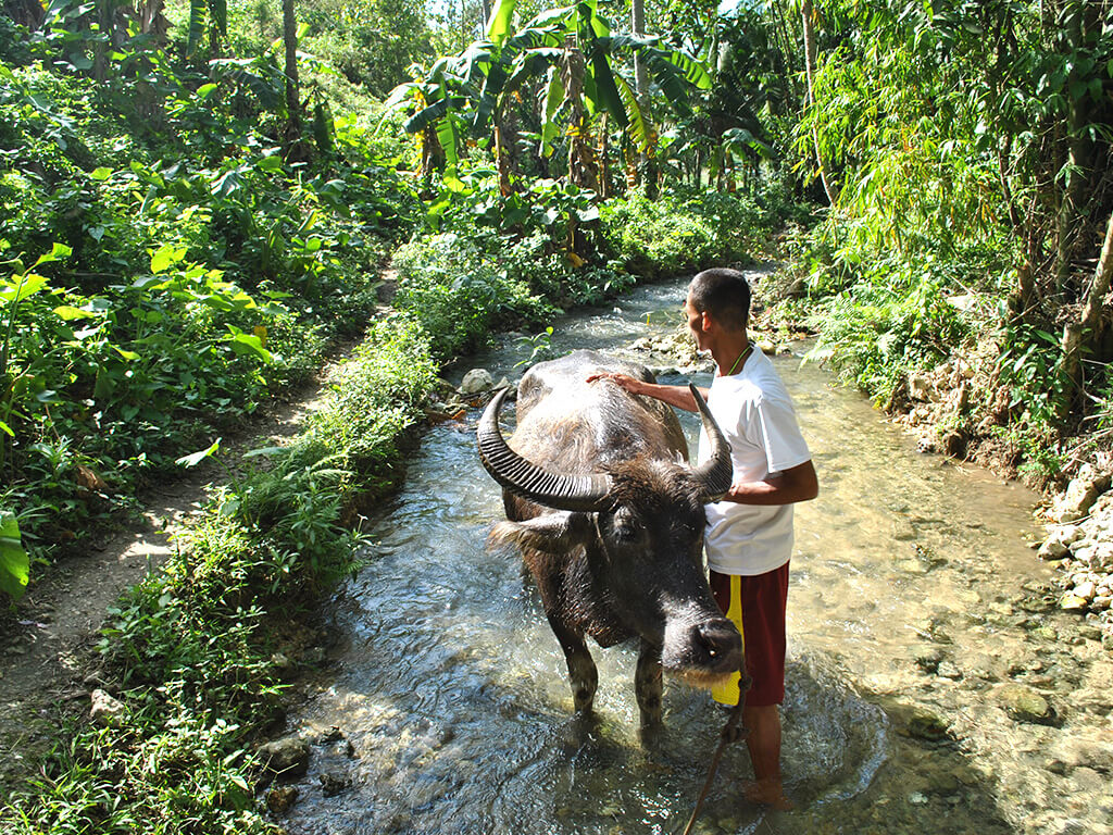 Bufle à cebu.