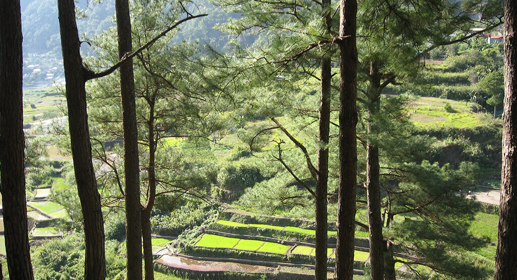  Rizières en terrasse dans la région de Luzon aux Philippines.