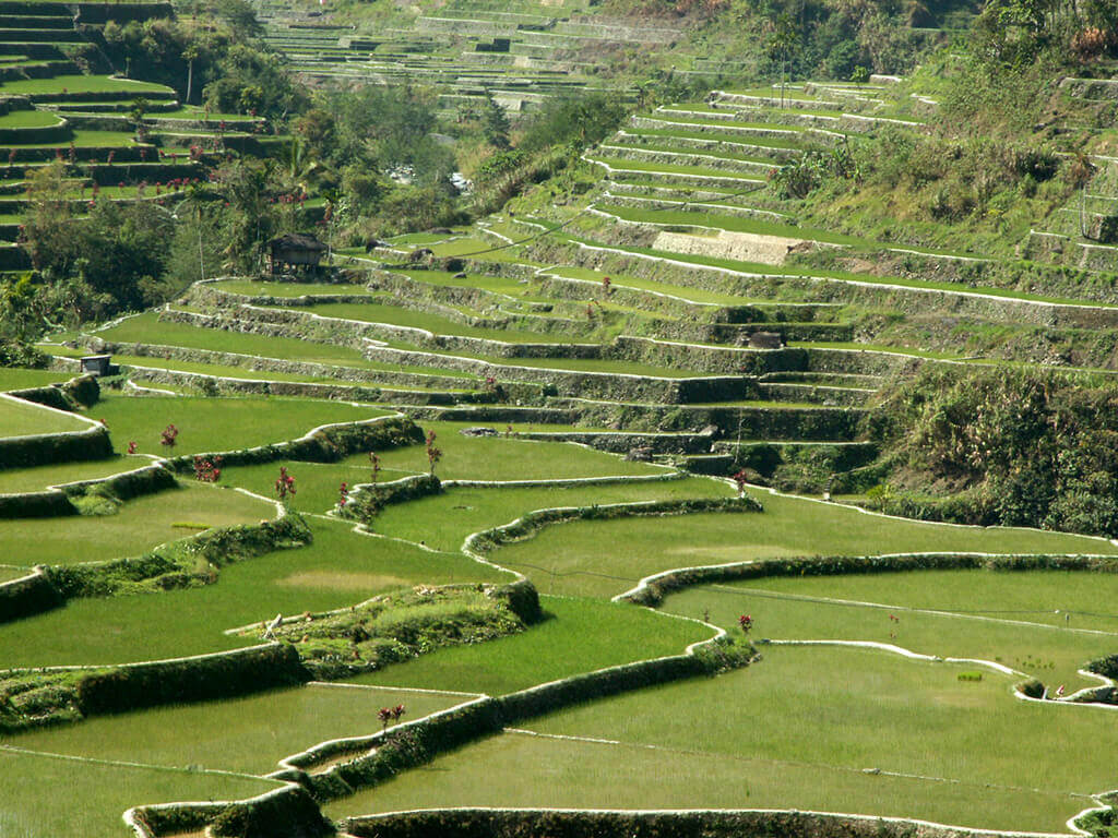 Banaue, écrin des célèbres rizières en terrasses, patrimoine mondial de l’humanité.