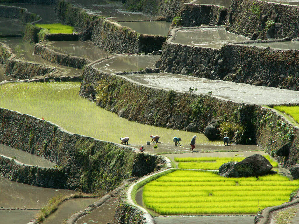 Banaue, écrin des célèbres rizières en terrasses, patrimoine mondial de l’humanité.