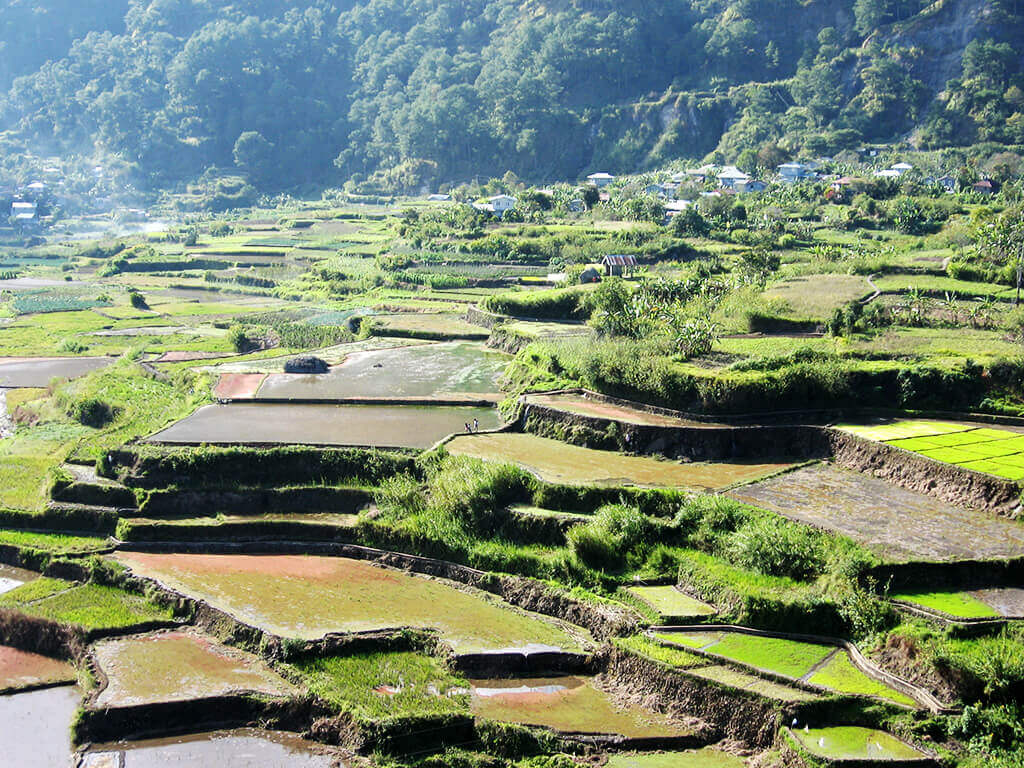 Banaue, écrin des célèbres rizières en terrasses, patrimoine mondial de l’humanité.