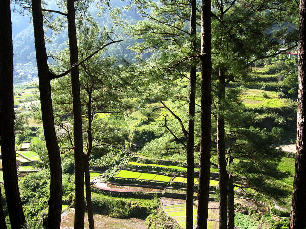 Banaue, écrin des célèbres rizières en terrasses, patrimoine mondial de l’humanité.