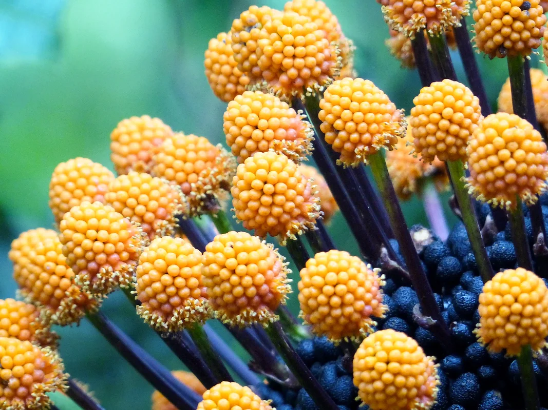Cascades de Casaroro sur l'île de Negros aux Philippines