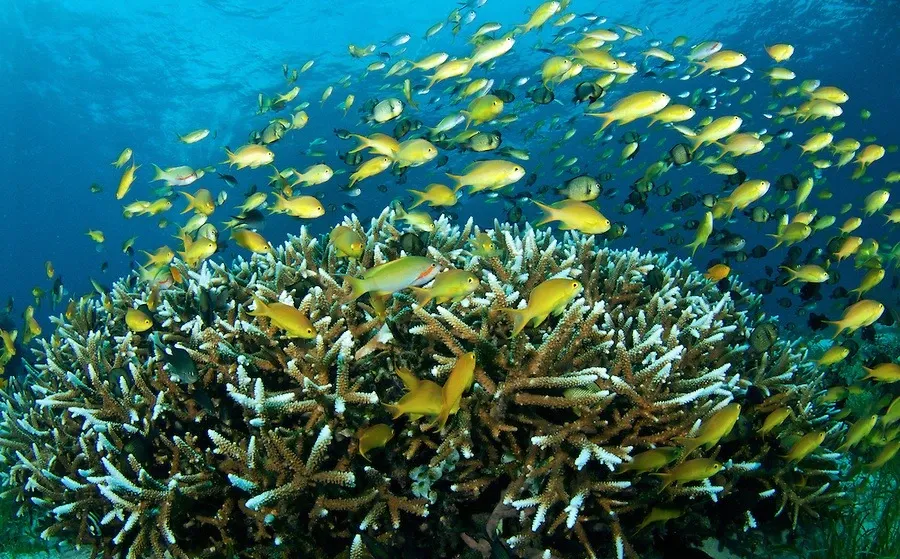Banc de poissons jaunes dans les eaux de l'île de Negros aux Philippines