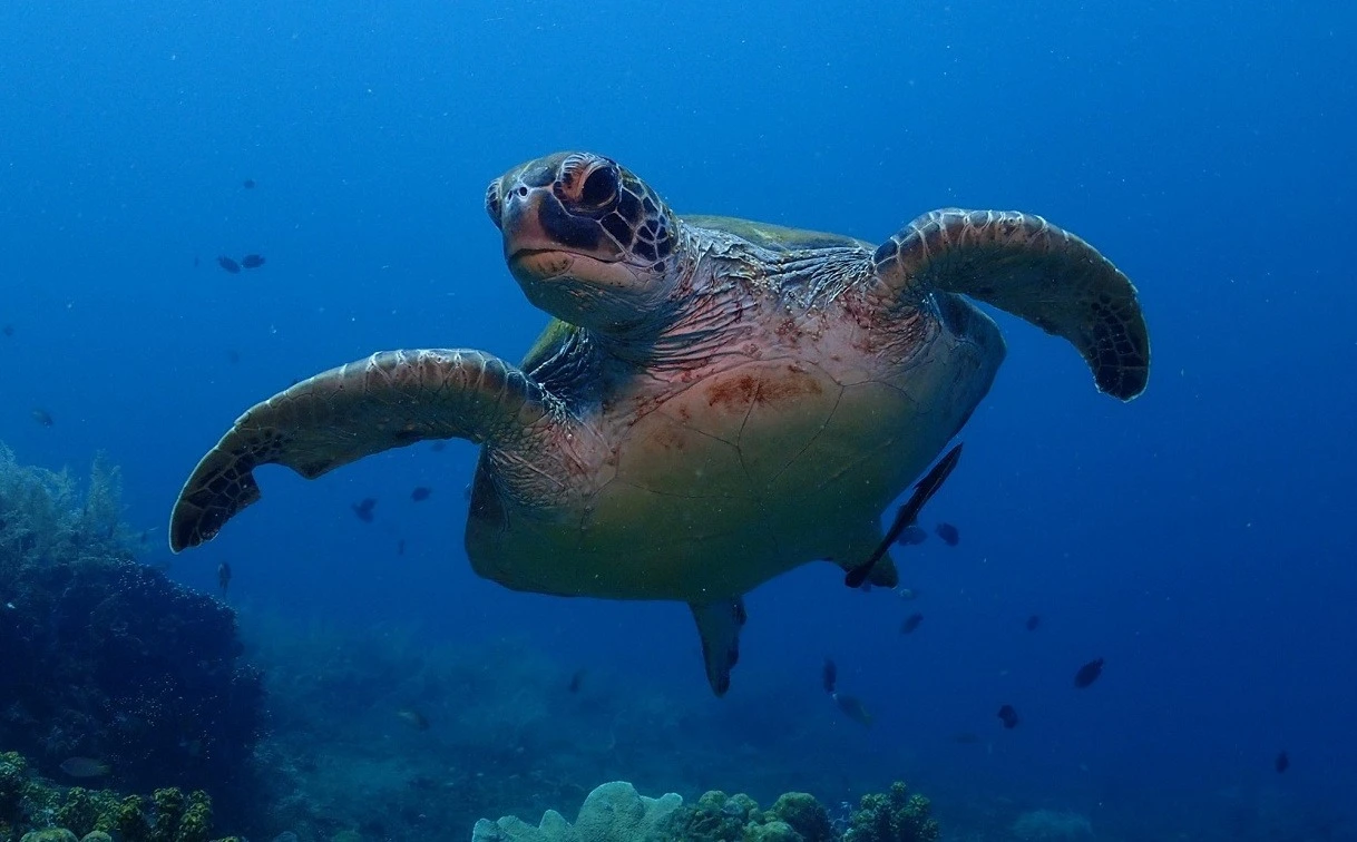 Une tortue de mer de très prêt durant une plongéé autour de l'île de Negros aux Philippines