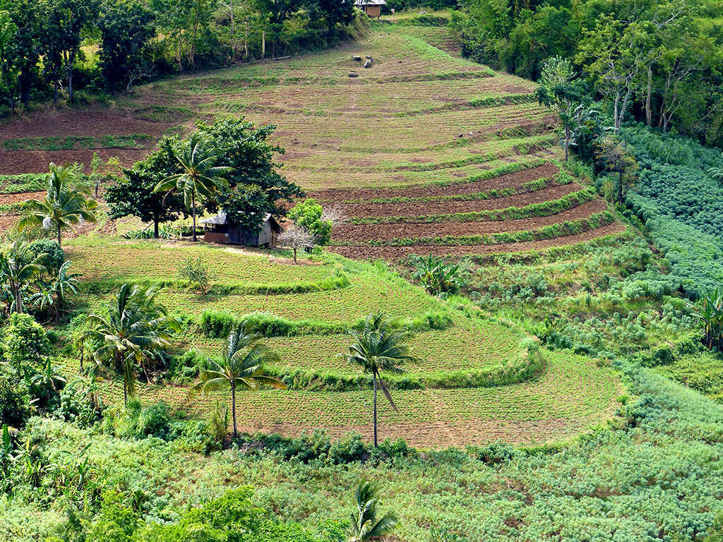 Vue sur les rizières à Negros et Apo.