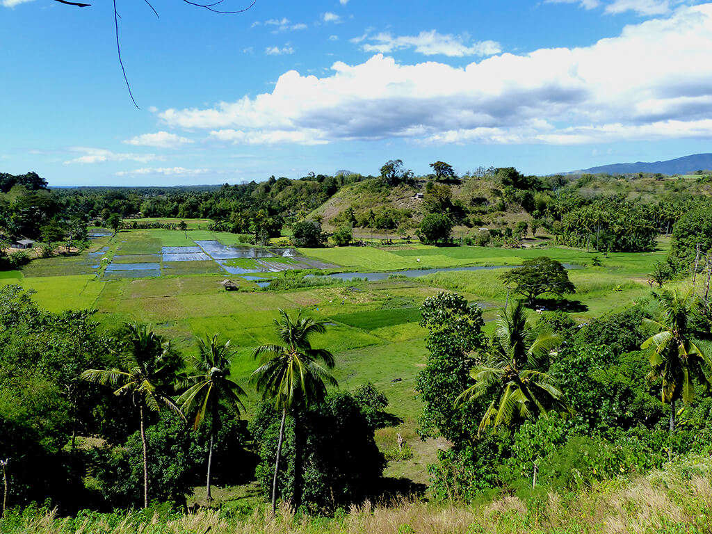 Vue sur les rizières à Negros et Apo.