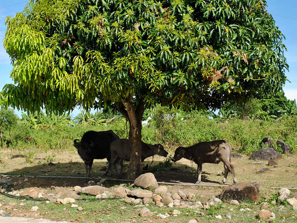 Des vaches à l'ombre d'un arbre dans les régions de Negros et Apo.