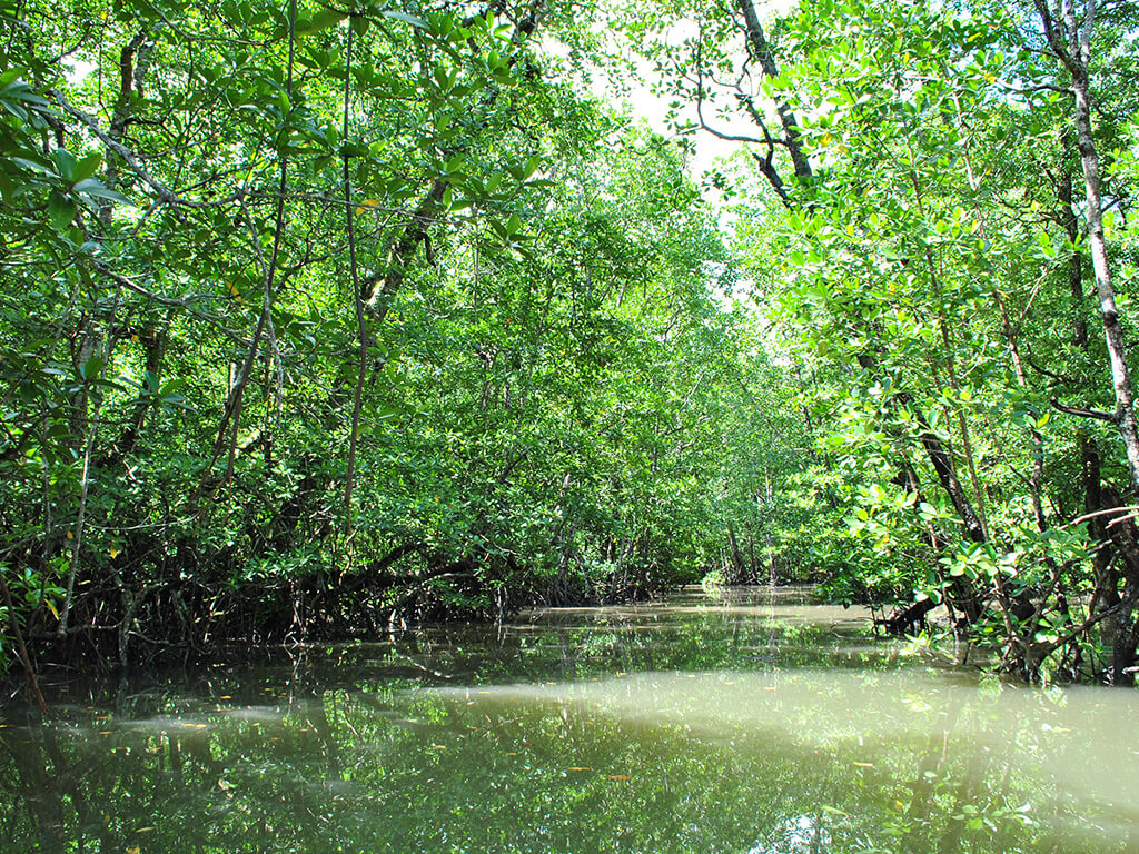 Rivière à Palawan, Philippines.