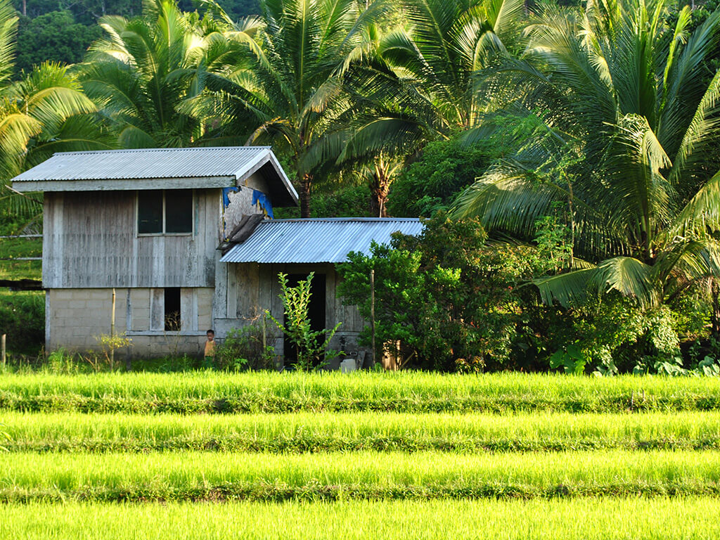 Vue sur les rizières à Palawan, Philippines.