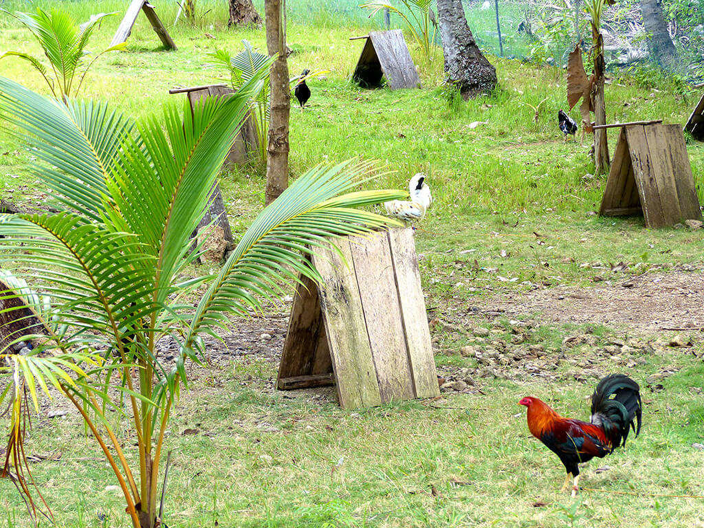 Sur la route à Siquijor.