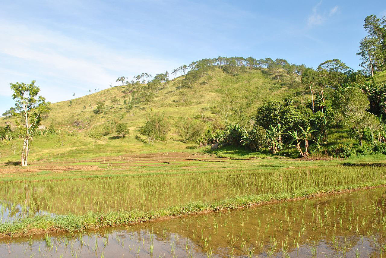 Les montagnes et campagnes des Philippines