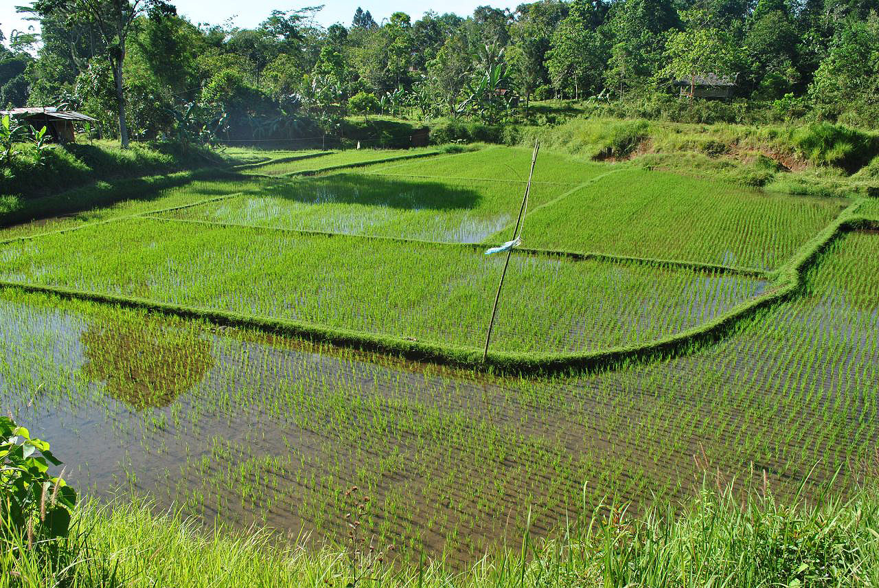 Les montagnes et campagnes des Philippines