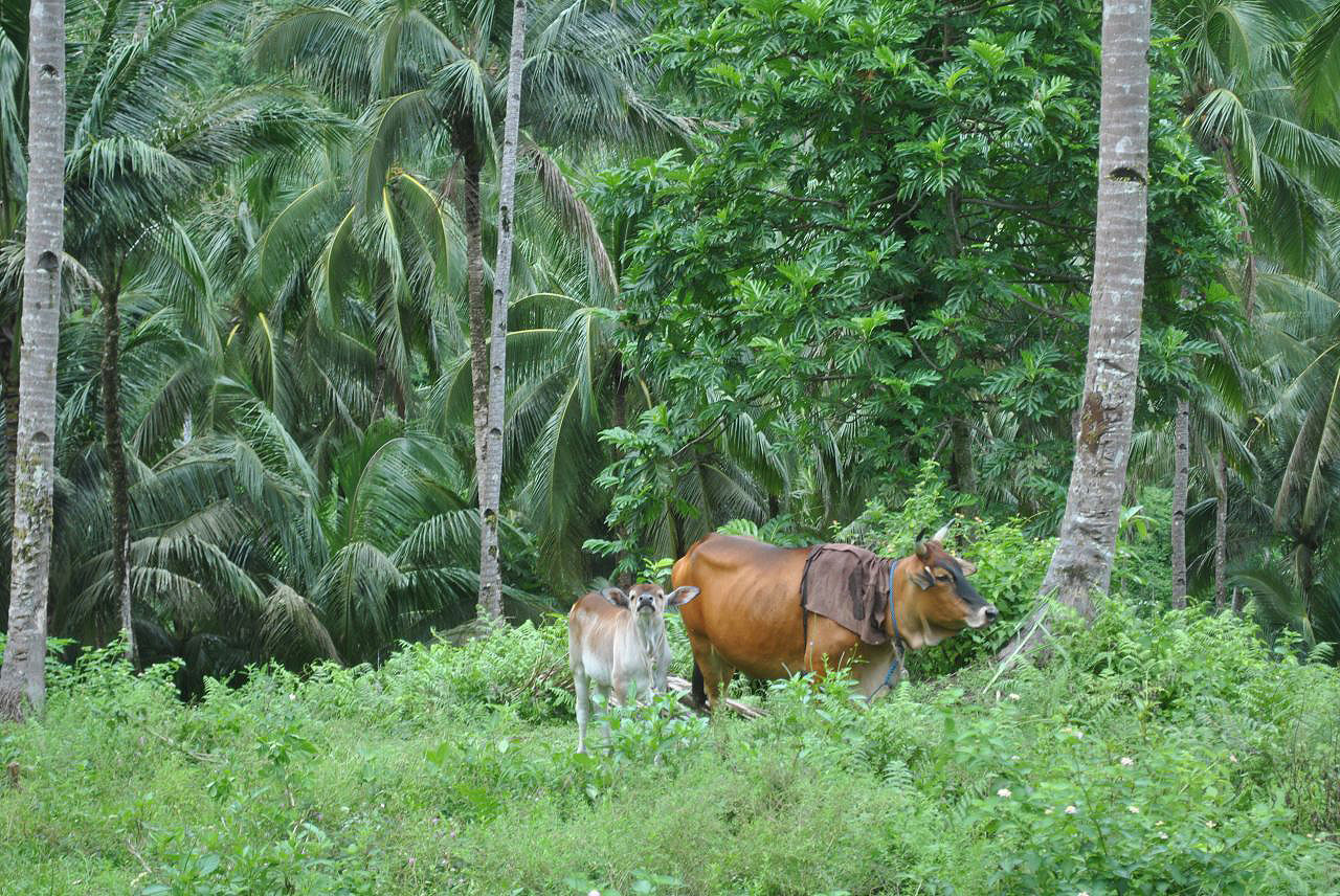 Les montagnes et campagnes des Philippines