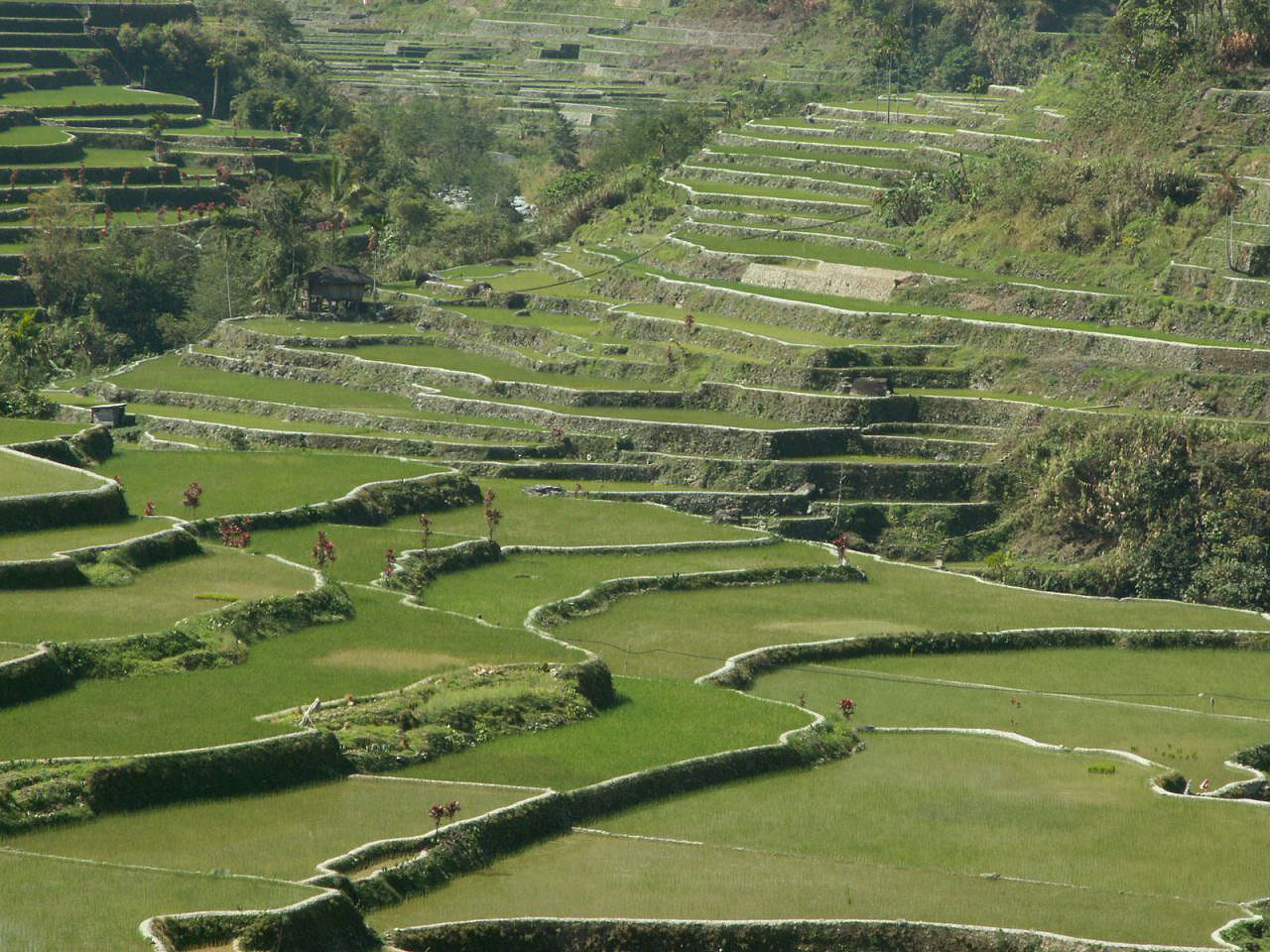 Les montagnes et campagnes des Philippines