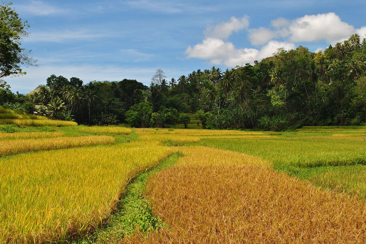 Les montagnes et campagnes des Philippines