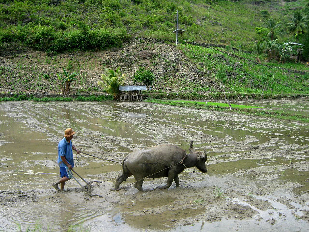 Population et vie locale aux Philippines