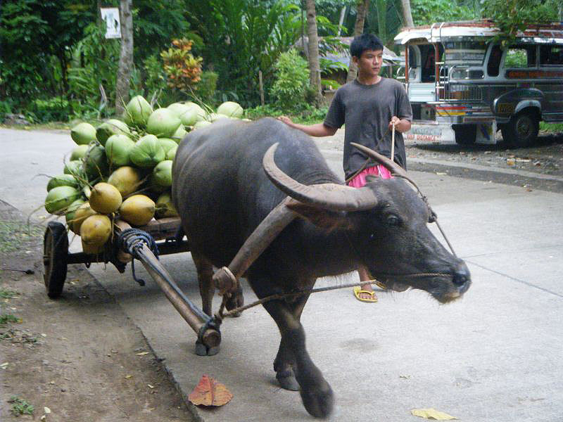 Buffle aux Philippines