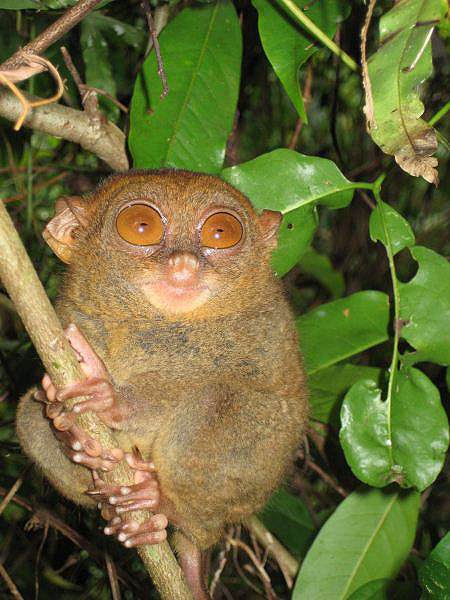 Un tarsier aux philippines.